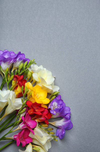 Красиві квіти фрезії на сірому фоні
 - Фото, зображення