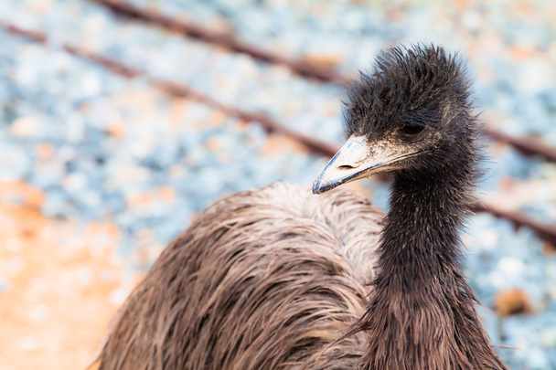 Emu bird portrait. - Фото, изображение