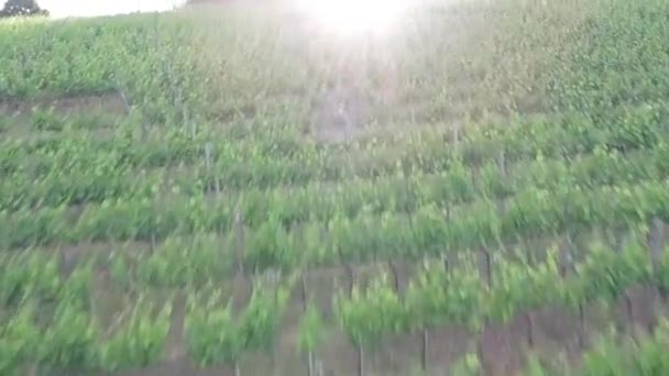 Flight over the view of the green vineyard, Campagna,  province of Salerno, South Italy  - Felvétel, videó