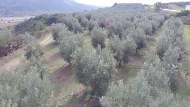 Flight over the view of the hills with trees and cultivated land during the harvest, Matera, south Italy  - 映像、動画