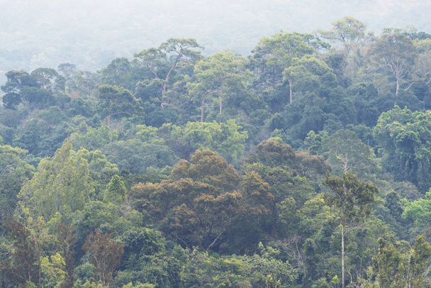Manzaralı tropikal orman, Khao Yai Milli Parkı, Tayland - Fotoğraf, Görsel
