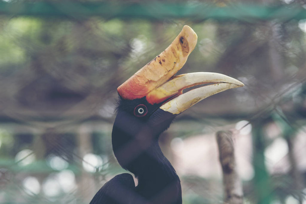 Buceros Nashorn Horn Schnabel - Foto, Bild