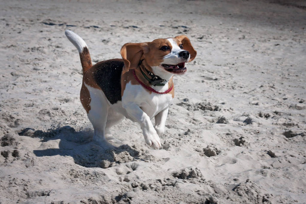 Perro beagle mar
 - Foto, imagen