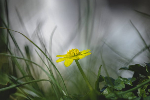 ラナンキュラス ficari やレッサー クサノオウ黄色の花のクローズ アップ - 写真・画像