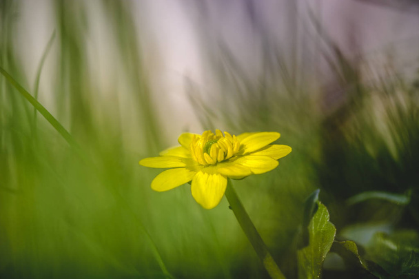 Close up of yellow flower, lesser celandine or ranunculus ficari - Photo, Image