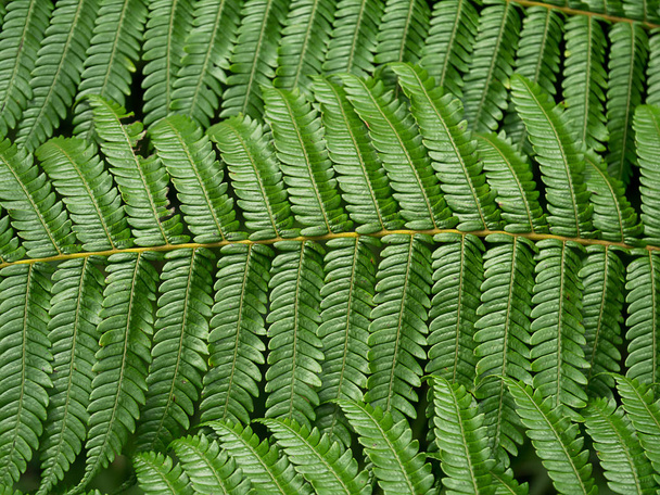 Close up fern leaves. - Foto, afbeelding