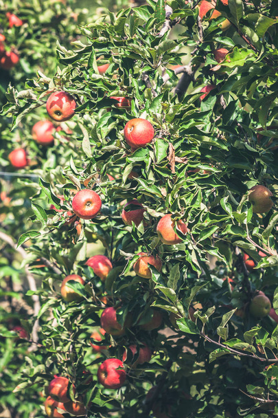 Jardín de manzanas lleno de frutas rojas rasgadas
 - Foto, imagen