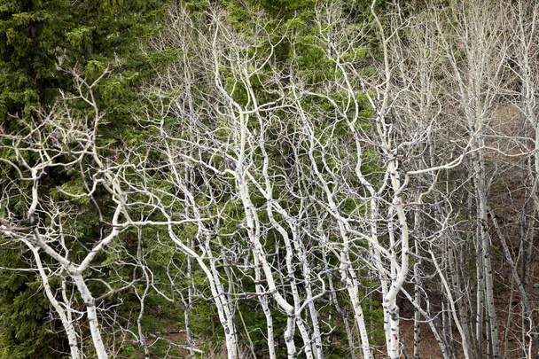 A csupasz fehér aspen fák tavasszal Grove - Fotó, kép