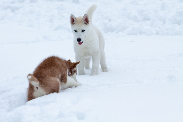 Two little huskies in the snow - Fotoğraf, Görsel