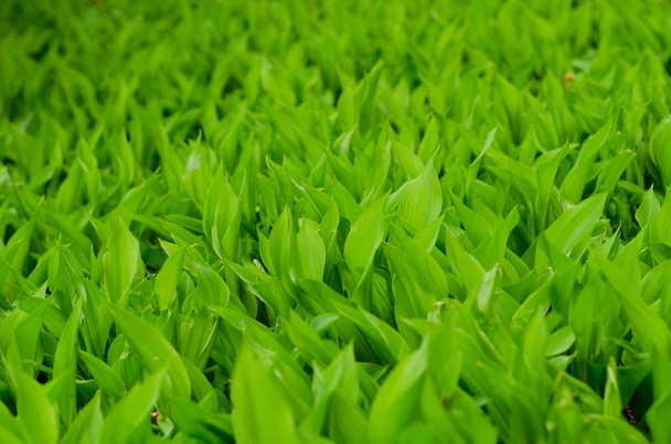 Achtergrond van mei lily groene bladeren - Foto, afbeelding
