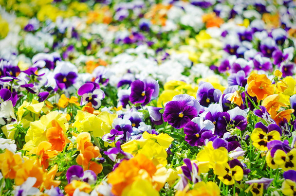 фон літніх квітів, луг яскравих місіонерів (відео), вибірковий фокус, мала глибина різкості
 - Фото, зображення