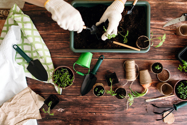 Cropped view of female hands in white gloves filling vase with sprout on background with gardening tools - Foto, Imagen