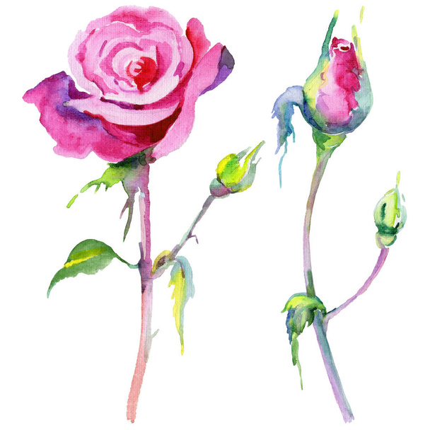 Wildflower růže květ ve stylu akvarelu, samostatný. - Fotografie, Obrázek
