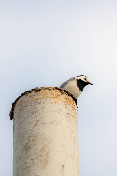 wagtail sits on the top - Photo, Image
