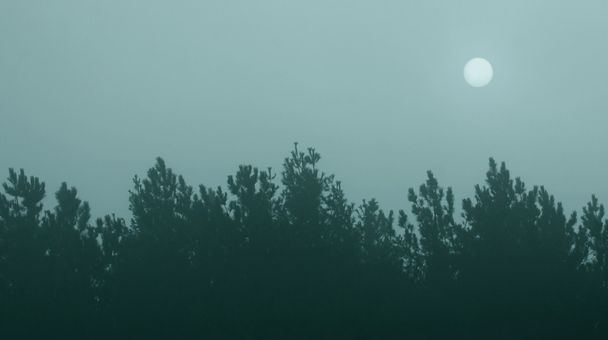 Синяя линия дерева туманных солнце - Фото, изображение