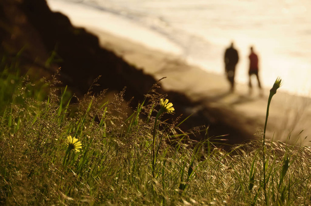 Yellow flowers and grass sparkling in the morning sunshine on a cliff near the sea. Blurred silhouette of a couple of people strolling by the sea in the background. - Fotografie, Obrázek