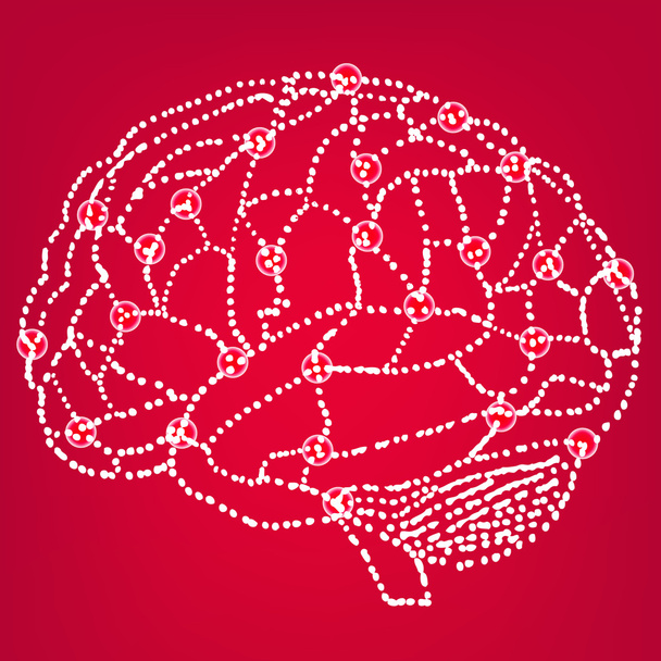 人間の脳のモデル - ベクター画像