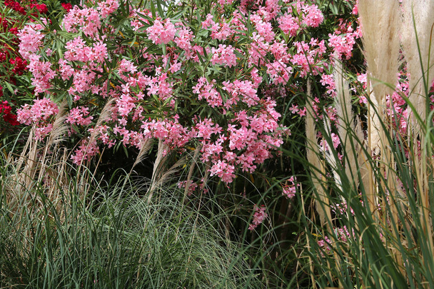 Flowering Oleander bush - Photo, Image