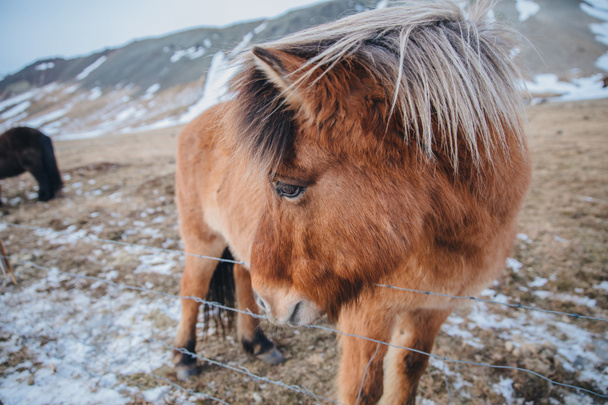 braunes Pferd - Foto, Bild