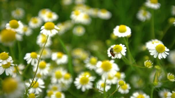 Campo de flores brancas da margarida ou camomila
 - Filmagem, Vídeo