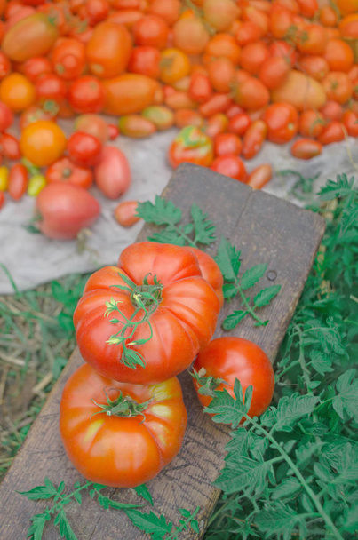 Vers geoogste gele tomaten - Foto, afbeelding