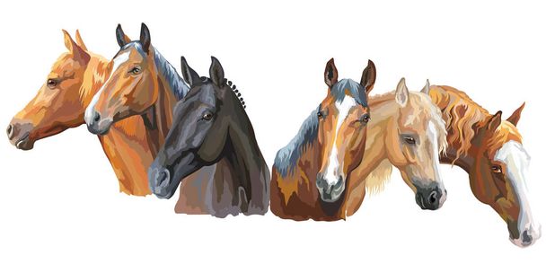 Conjunto de razas de caballos2
 - Vector, imagen