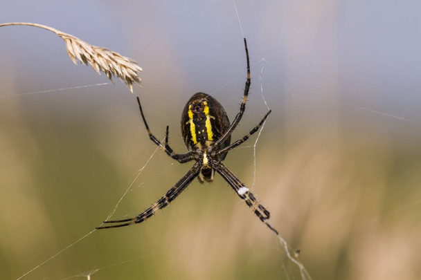 Wasp spider (a view from the belly side) - a wide-spread species of spiders that can be observed in meadows of Europe - Photo, Image