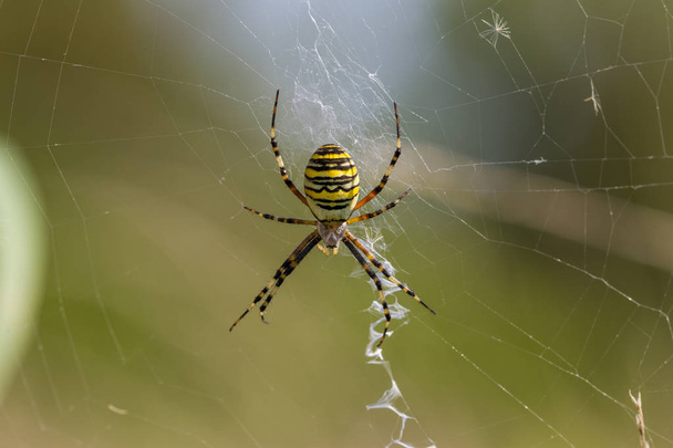 Pavouk vosa (pohled ze strany břicho) - široké druhy pavouků, které lze pozorovat v loukách Evropy - Fotografie, Obrázek