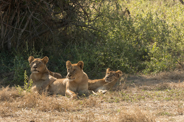 Trois lionnes africaines sous un arbre
 - Photo, image