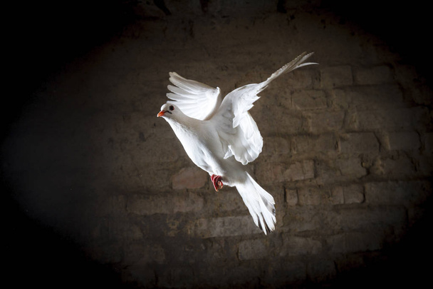 witte duif vliegend in een donkere kamer, goed en kwaad zijn zwart en wit - Foto, afbeelding
