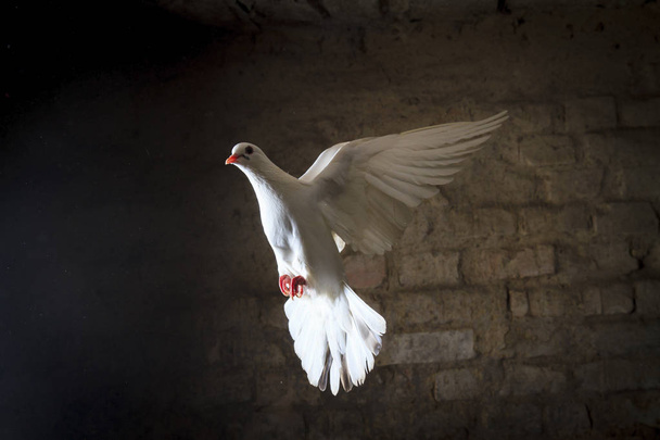 white dove flying into the light from the darkness, good and evil are black and white - Photo, Image