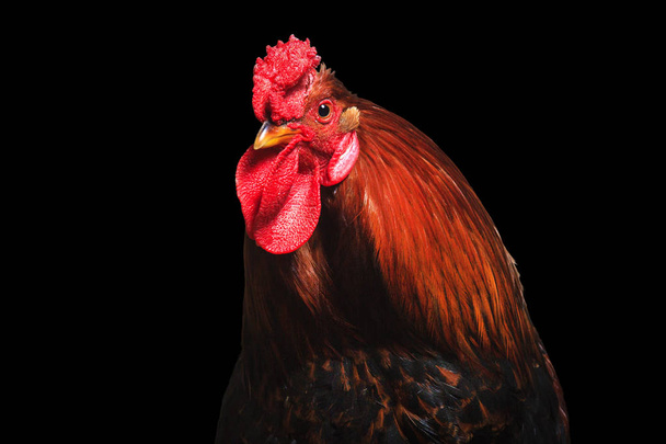Rooster with beautiful feathers on a black background, animals on the farm - Photo, Image