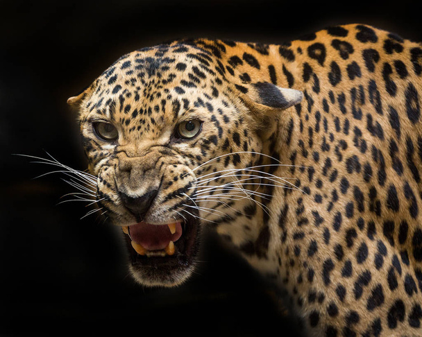 Leopard brüllt auf schwarzem Hintergrund. - Foto, Bild