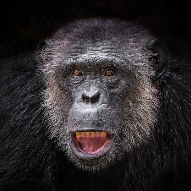Simpanssin kasvot mustalla pohjalla.
. - Valokuva, kuva