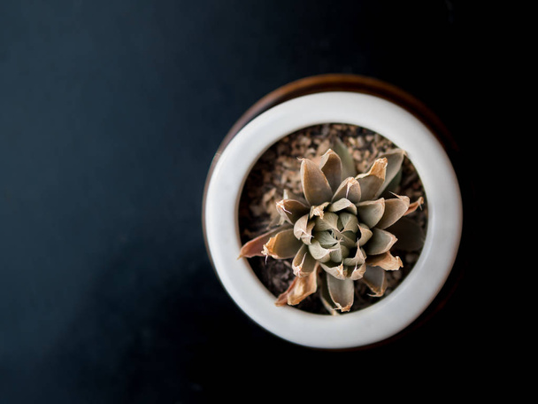 topview of dry tropical succulent plant in pot , selective focus - Foto, imagen