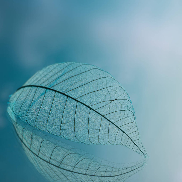Skeleton leaves on blured background, close up - Photo, Image
