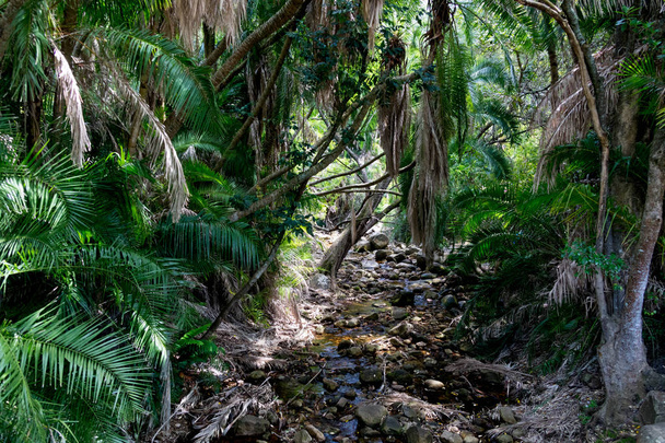 Stream in regenwoud - Foto, afbeelding