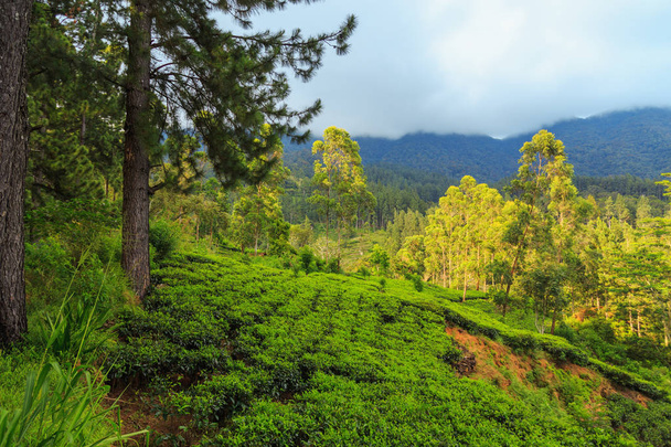 tea plantations high in the mountains - Photo, Image