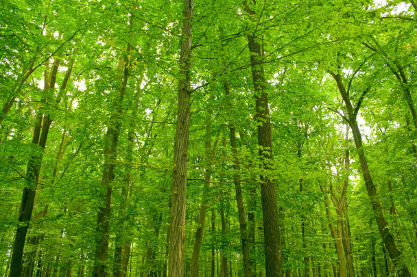 forest - Fotoğraf, Görsel