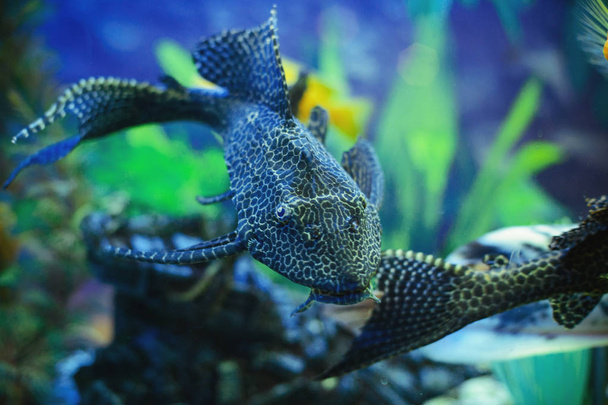 aquarium catfish swims, a cozy aquarium with algae and stones - Photo, Image