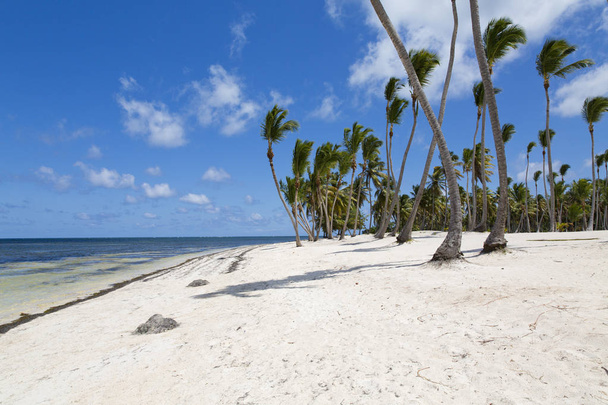 Coconut Palm trees on white sandy beach in Caribbean sea, Saona island. Dominican Republic - Photo, image