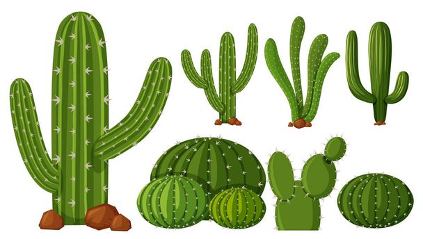 Různé druhy kaktusů - Vektor, obrázek