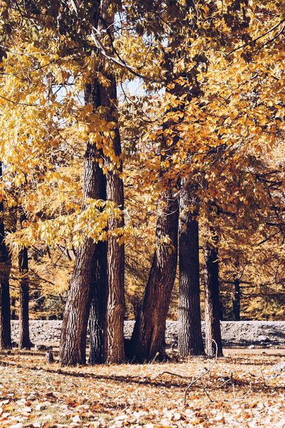 Тополя grove. Ліс дерева з жовтими листами восени. - Фото, зображення