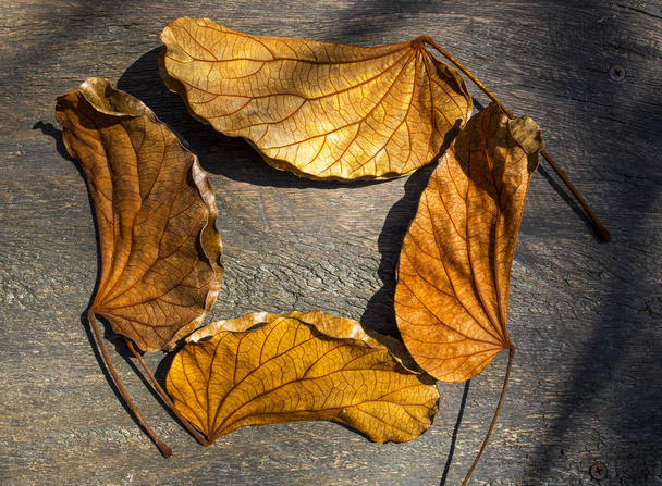goldene Blätter (bauhinia aureifolia) auf Holz, Blättermuster - Foto, Bild