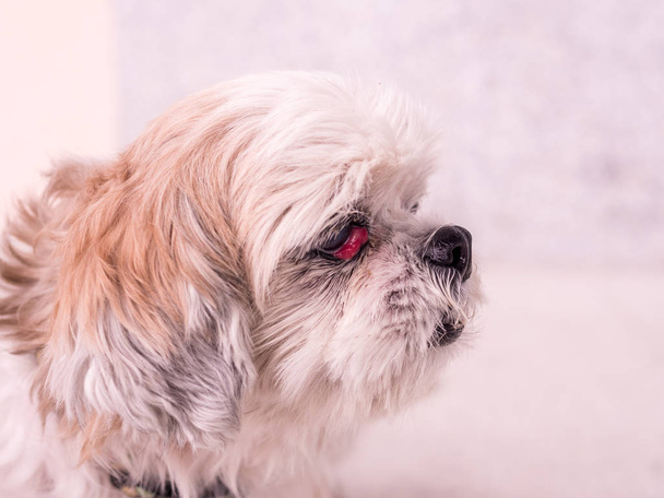 old Shih-Tzu dog with cherry eye disease - Photo, Image