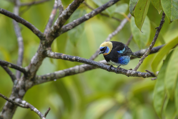 Tanager con capucha dorada - Larvata de Tangara, hermoso pájaro posado colorido con cabeza dorada del bosque de Costa Rica
. - Foto, Imagen