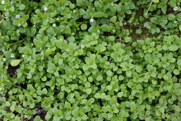 Chickweed ,Stellaria media in the garden. The plants are annual and with weak slender stems, they reach a length up to 40 cm. - Photo, Image