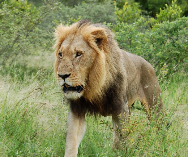 Lev (Panthera leo) - Fotografie, Obrázek