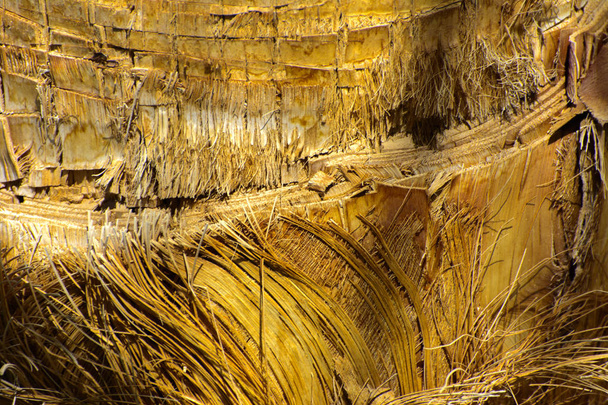 Background of the bark of a palm tree. Close-up of fragments of  - Photo, Image