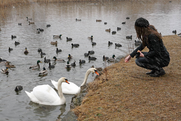 Genç bir kadın kuğu ve diğer su kuşları kış aylarında beslenme - Fotoğraf, Görsel